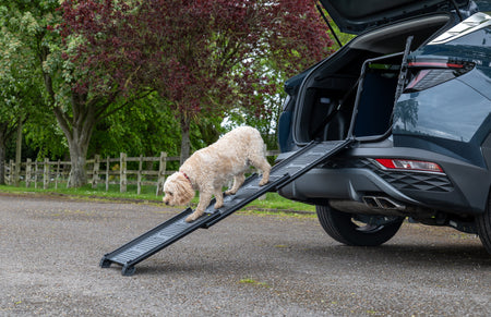 Introducing our new Dog Ramp!