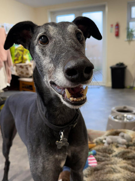 We’re supporting Makants Greyhound Rescue!