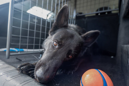 Shadow’s Journey: From a Frightened Pup to a Loving Companion