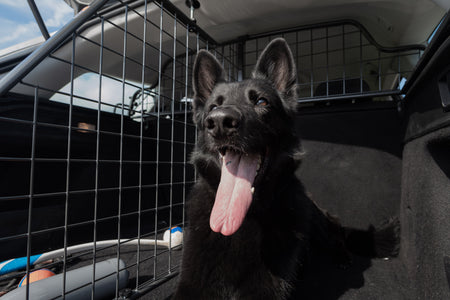 Highway Code Rule 57: Are You Travelling Safely with Your Dog?