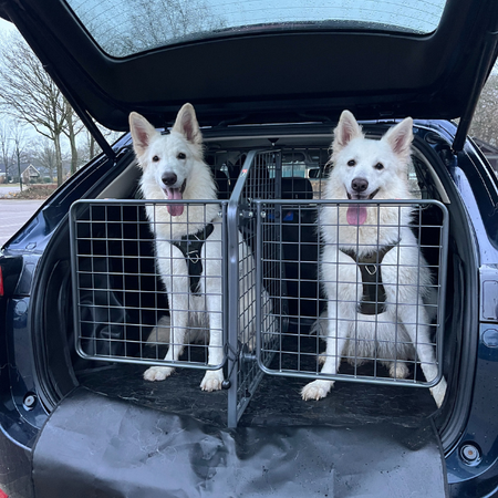 How to Safely Transport Multiple Dogs in the Car