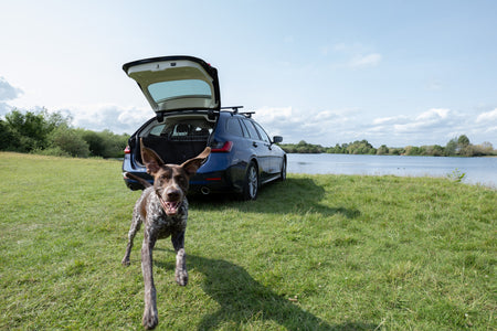 Top tips for travelling safely with your dog