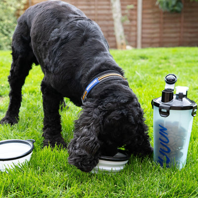 Battersea Pet Water Bottle and Collapsible Bowls